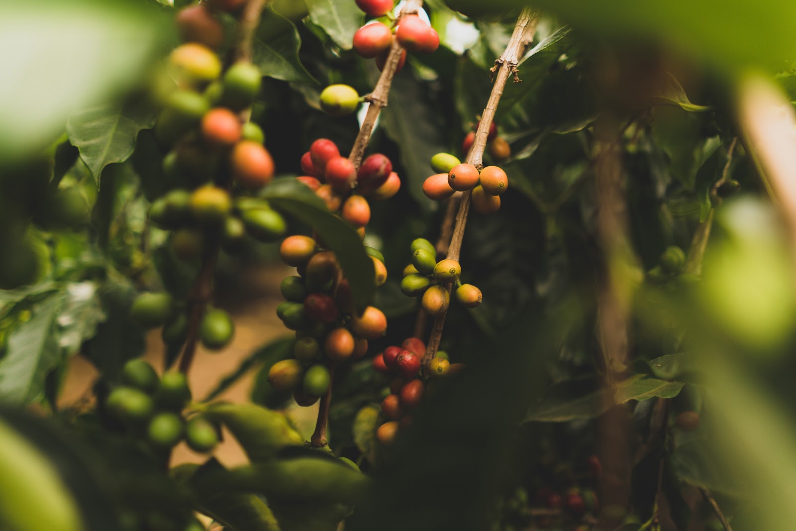 coffee cherries of different colours growing on a coffee plant