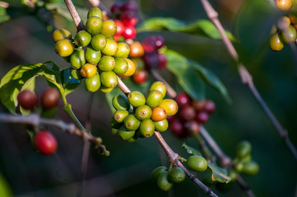 Coffee cherries growing from coffee plant